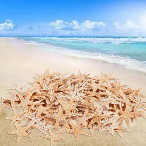Small Starfish Star Sea Shell Beach  0.4 inch-1.2 inch 180 Pcs
