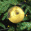Gold Soccer Ball Ceramic Christmas Ornament 1 Pack 1