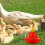 Plastic Poultry Water Feeder for Chicken Duck with Creative Design Red 6