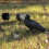 Crow Decoy Plastic Full-Body Black with Stake 5