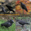Crow Decoy Plastic Full-Body Black with Stake 6