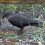 Crow Decoy Plastic Full-Body Black with Stake 3