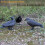 Δόλωμα Crow από πλαστικό, ολόσωμο για κυνήγι, μαύρο δόλωμα Crow με πόδια για 8