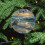 Blue Heron Watercolor Christmas Ornament Set 5