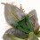 Μπουτονιέρα για άνδρες Γαμήλια ανθοδέσμη Νυφικό κορσάζ Γαμπρός 3