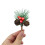 Red Berry Pinecone Picks with Pine Needles 10-Pack 3