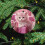 Pink Kitten Christmas Ornament Ceramic 1pc 5