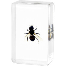 Resin-Encased Insect Specimen for Education