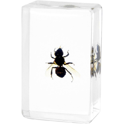 Resin-Encased Insect Specimen for Education