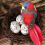 Topbathy 50Pcs Artificial White Foam Bird Eggs Simulation Design for Home Decor 6