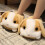 (Yellow Rabbit) Plush Rabbit Slippers with Thick Sole 1