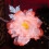 (Small) Chinese Hanfu Hair Clip Red Gradient Floral 5