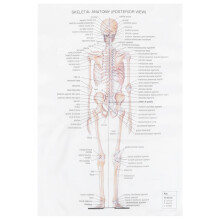 Body Muscle Human Anatomy Poster Poster Decoration Office 60X40CM White