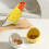 Ceramic Bird Feeder and Water Bowl with Peony Pattern White 5