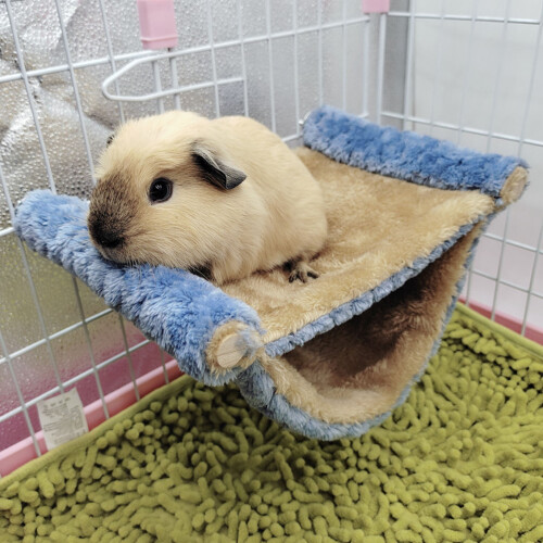 Double Layer Blue Small Pet Cage Hammock Bed Soft & Warm for Hamster Squirrel 2