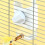 Bird Drinking Water Bottle Parrot Automatic Drinking Device for Budgie Cockatiel 3