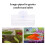 Betta Fish Tunnel Transparent Suction-Cup Mount 3.94x5.91 4