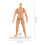 Supporto per modelli da disegno e action figure per artisti 2