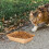 Pet Feeding Dish Degradable Kraft Paper 50pcs 4