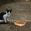 Pet Feeding Dish Degradable Kraft Paper 50pcs 5