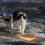 Pet Feeding Dish Degradable Kraft Paper 50pcs 6