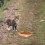 Pet Feeding Dish Degradable Kraft Paper 50pcs 8