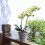 Γλάστρα ορχιδέας Phalaenopsis με δίσκο ελέγχου ριζών 5 ιντσών 8