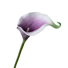 2026Nouvelle fleur artificielle Yunrong Calla Fabricant de fleurs artificielles pour la décoration intérieure et les mariages