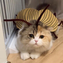 Funny Cat Cockroach DIY Kit w/ Wings & Antennas – Halloween Cosplay Cape for Pets, Compatible with Small Cats