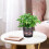 Vaso de plástico autoirrigável com reservatório, para flores. 7