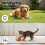 Smart Motion Pet Ball for Dogs Small to Large 3