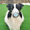 Dog Air Filter Mask Reusable Breathable Navy Small 3