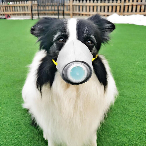 Dog Air Filter Mask Reusable Breathable Navy Small 2