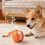 Interactive Ball Toy for Dogs and Cats, Chew-Resistant 5
