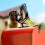 Metal Rooster Mailbox Topper 9.84x7.48 Inches 6