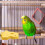 Cockatiel Bird Perch Natural Wood Exercise Platform 1 Pack 6