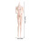 1/6 Scale Articulated Doll Body 30 cm for Posing 3