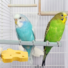 Cockatiel Bird Perch Natural Wood Exercise Platform 1 Pack