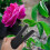4Pièces Dispositif Flexible Noir Pour Épines Roses 7