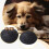 Dog Memorial Urn Black Desktop Ashes Keepsake 8