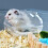 Transparent Plastic Small Bathtub Suitable for Hamsters Hamster Bathroom Hamster Sand Bath Mouse Box 4