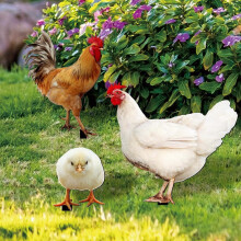 Haan, hen, kip en kuiken, tuindecoratie voor buiten.