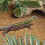 Reptile Coton De Naturel Doux Pour Abri Nettoyage 4