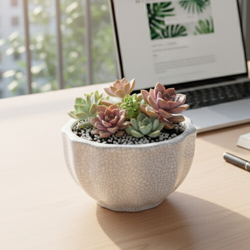 (03) White Crackle Ceramic Succulent Planter 1