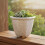 (01) White Crackle Ceramic Succulent Planter 4