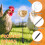 Chicken Treat Dispenser Interactive Slow Feeder Toy 2 Pack 3