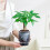 (100) Stylish Hydroponic Planter for Home & Office Decor 2
