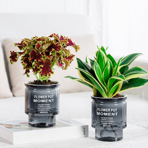 (100) Stylish Hydroponic Planter for Home & Office Decor 2