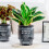 (100) Stylish Hydroponic Planter for Home & Office Decor 4