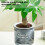 (100) Stylish Hydroponic Planter for Home & Office Decor 5